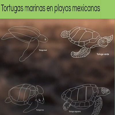 En franja verde título del recurso y con bosquejos de distintas tortugas