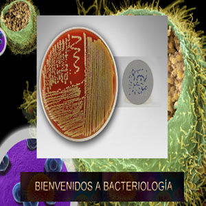Imagen sobre Bacteriología. 