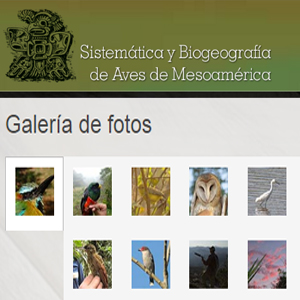 Imagen sobre la Galeria de Sistemática y Biogeografía de Aves de Mesoamerica. 