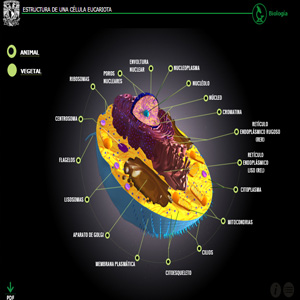 Imagen sobre la estructura de una célula eucariota 