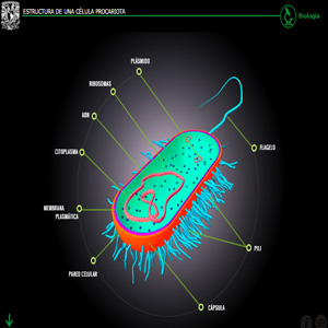 Imagen sobre estructura de una célula procariota 