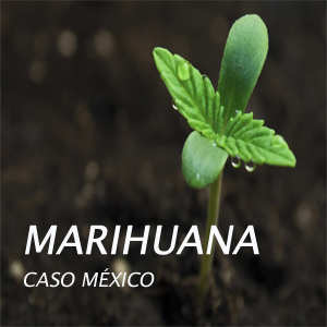 Imagen sobre Marihuana: caso México.