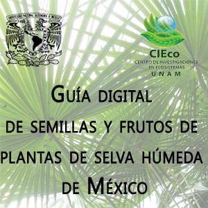 Imagen sobre Guía digital de semillas y frutos de plantas de selva húmeda de México