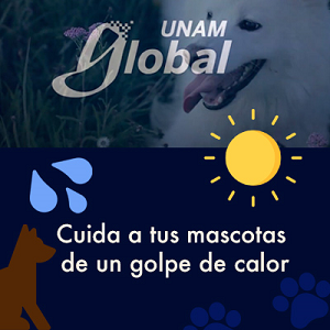 Se ve la imagen dividida en dos en la parte superior un perro blanco junto con el logo de UNAM Global y en la parte inferior la silueta de otro perro con el título del recurso, también se ve al centro un sol y unas gotas de agua para hacer más gráfico el título del recurso